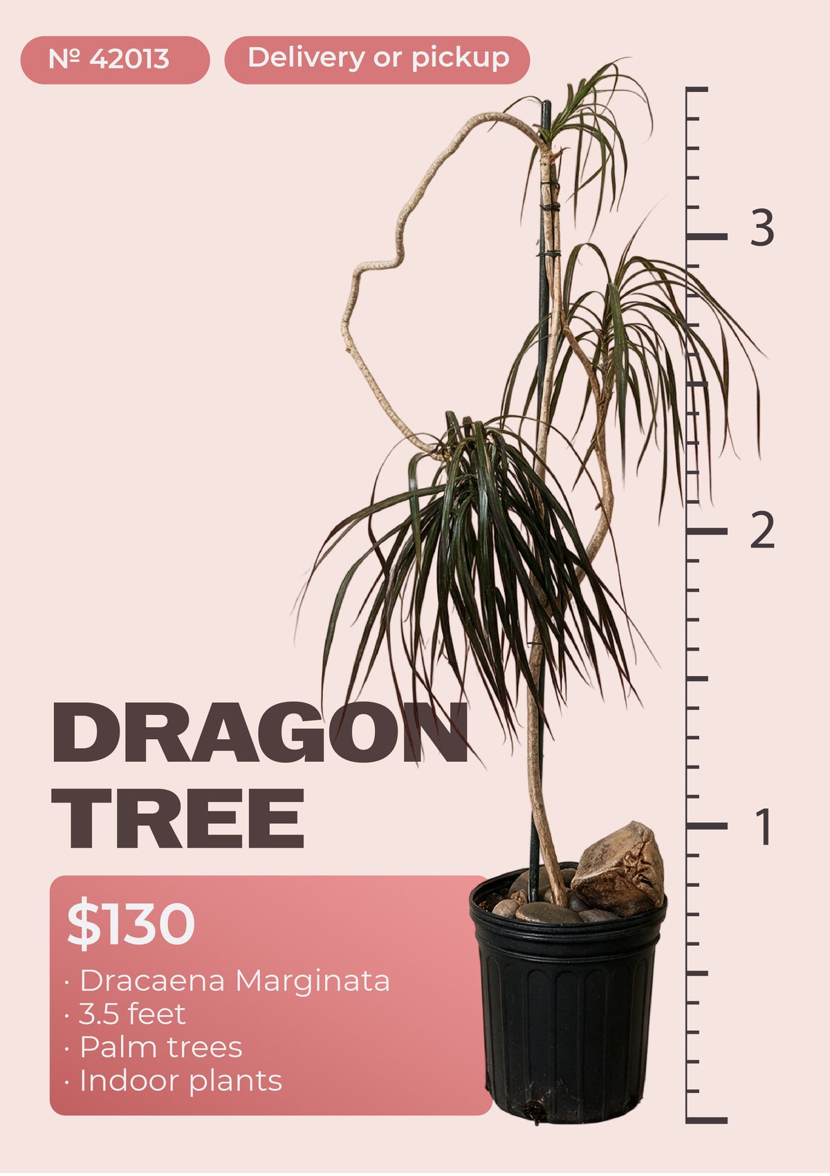 3'6" dracaena marginata dragon tree with red-edged leaves in nursery pot, NYC plant delivery, item 42013