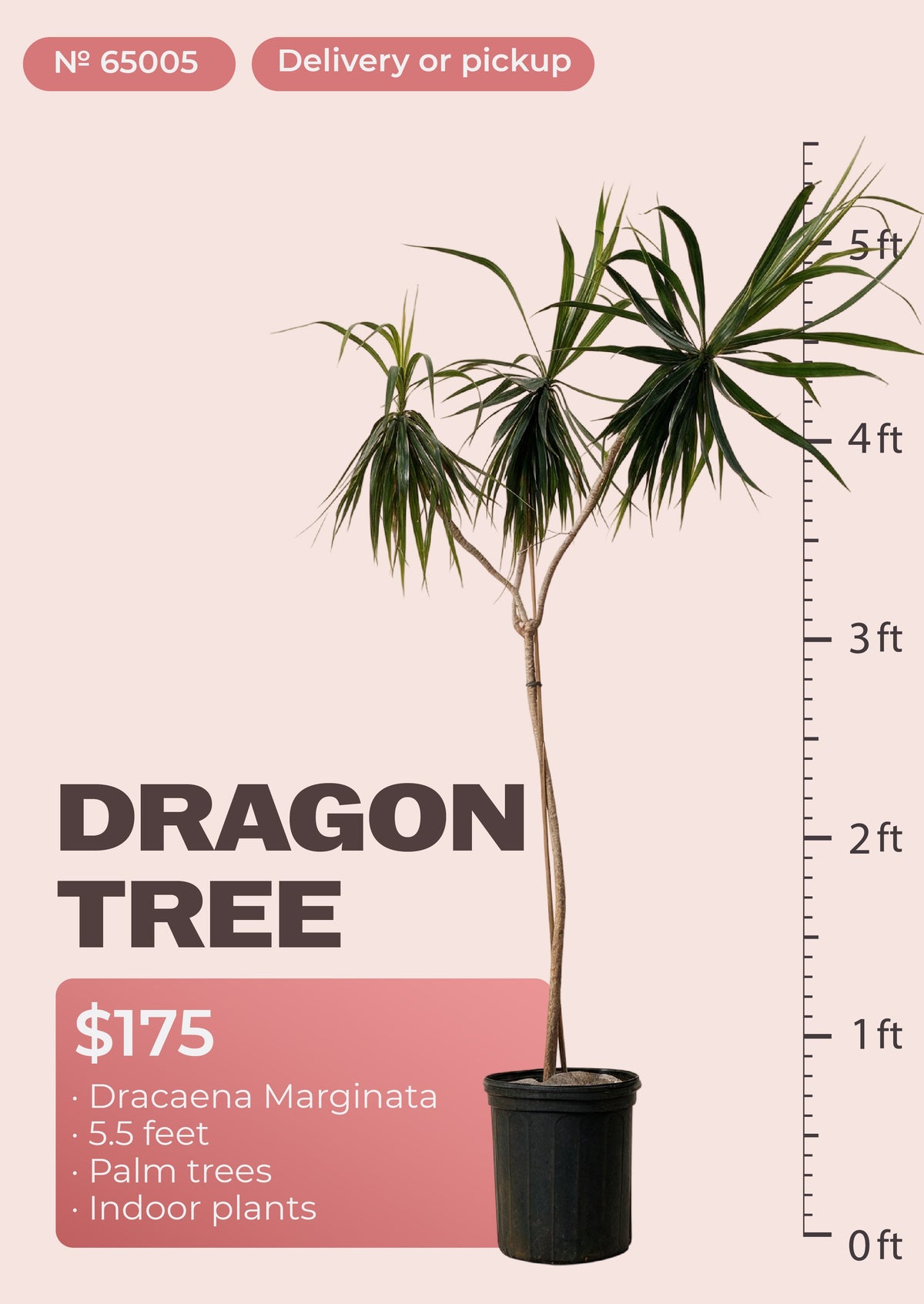Dracaena Marginata test photo