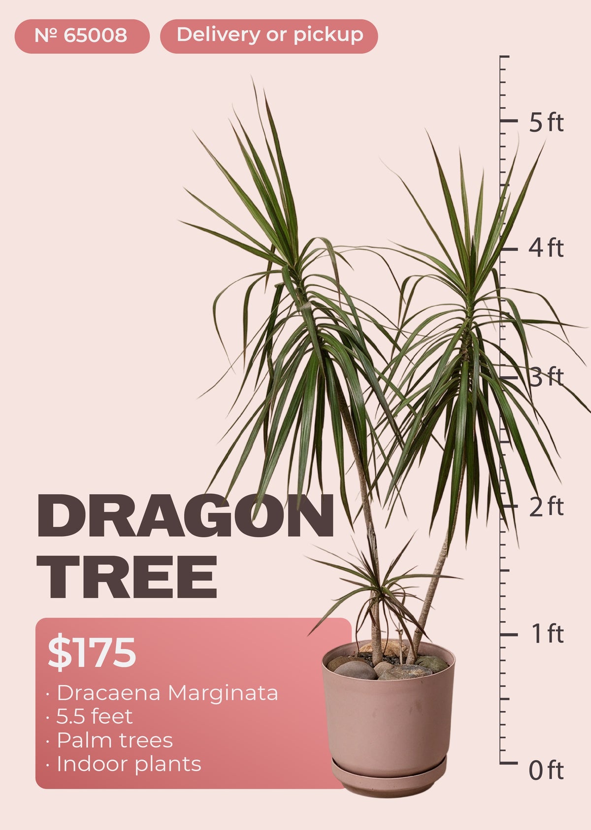 5'6" dracaena marginata dragon tree with red-edged leaves in nursery pot, NYC plant delivery, item 65008