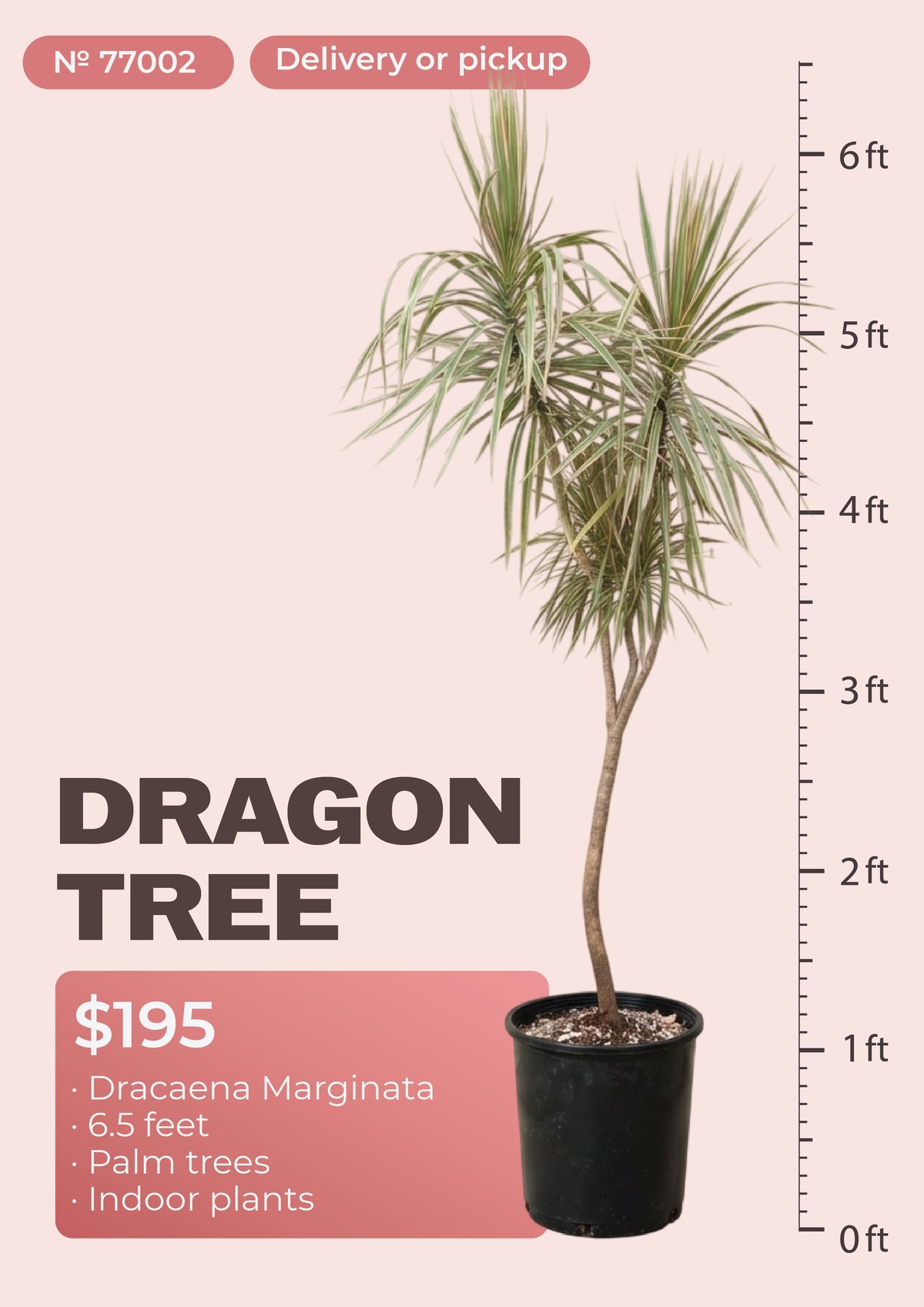6'6" dracaena marginata dragon tree with red-edged leaves in nursery pot, NYC plant delivery, item 77002