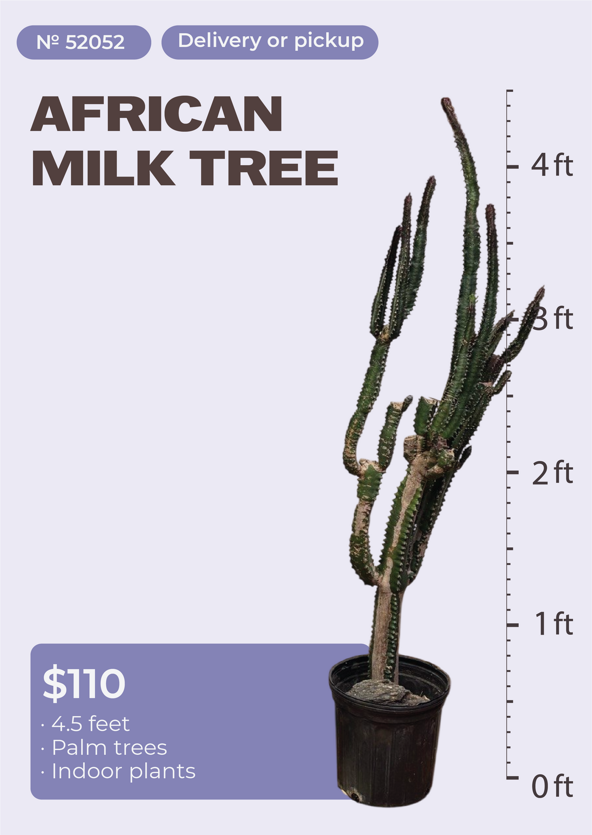 4'6" African Milk Tree Euphorbia trigona in nursery pot, NYC plant delivery, item 26