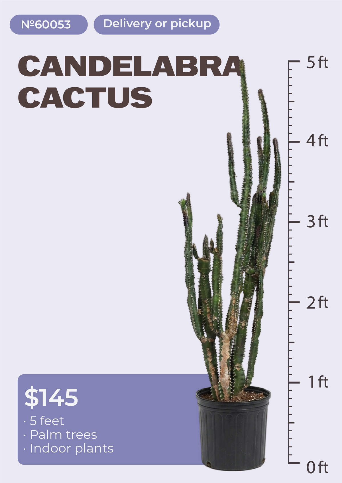 5' Candelabra Cactus Euphorbia ingens in nursery pot, NYC plant delivery, item 27