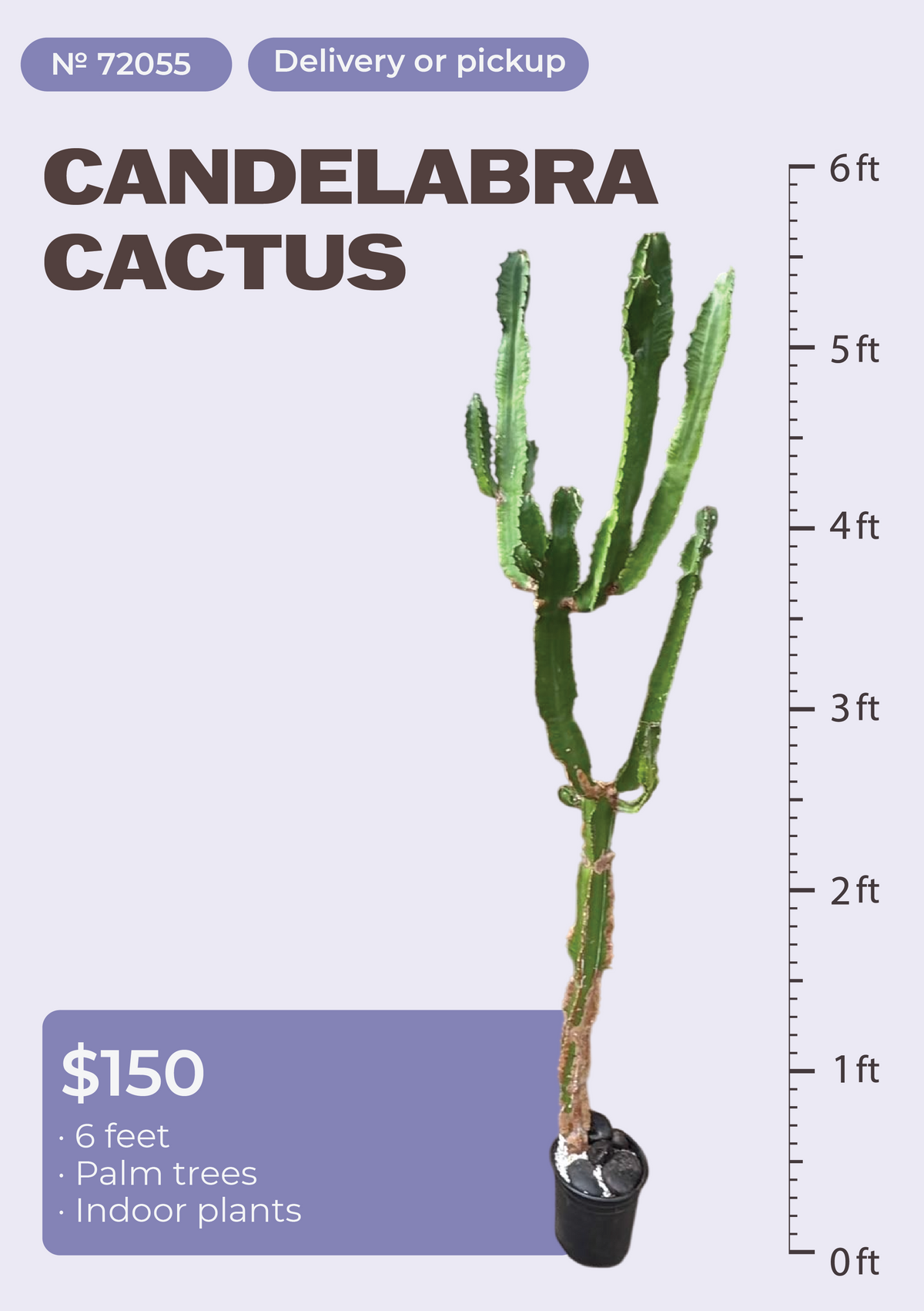 6' Candelabra Cactus Euphorbia ingens in nursery pot, NYC plant delivery, item 29
