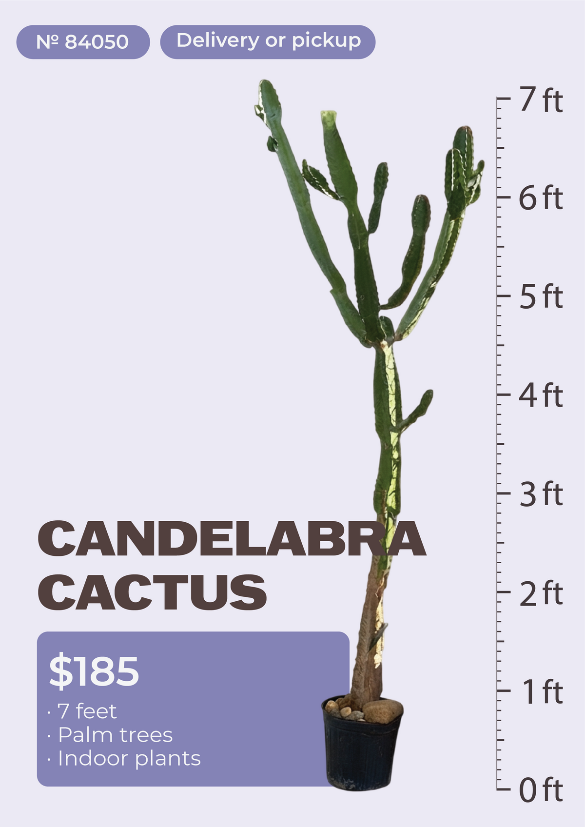 7' Candelabra Cactus Euphorbia ingens in nursery pot, NYC plant delivery, item 24