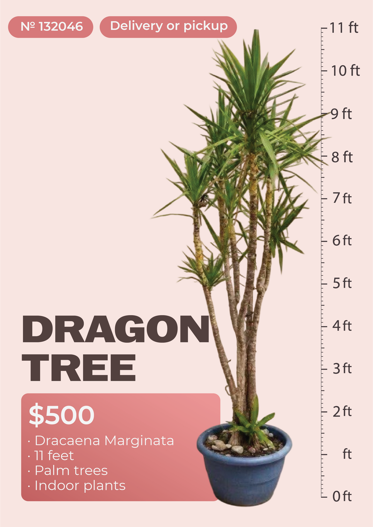 11' Dracaena Marginata Dracaena marginata in nursery pot, NYC plant delivery, item 19
