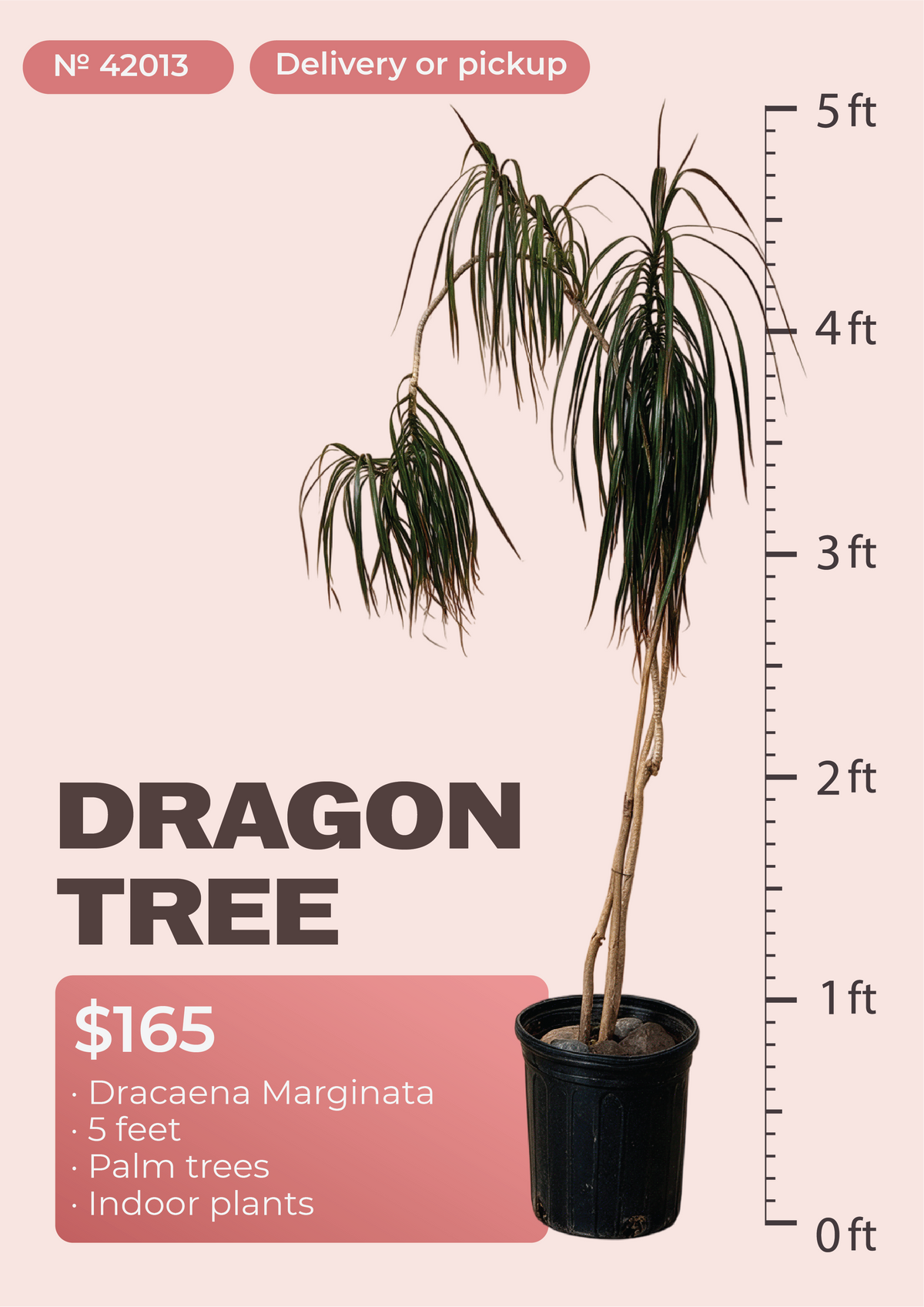5' Dracaena Marginata Dracaena marginata in nursery pot, NYC plant delivery, item 11