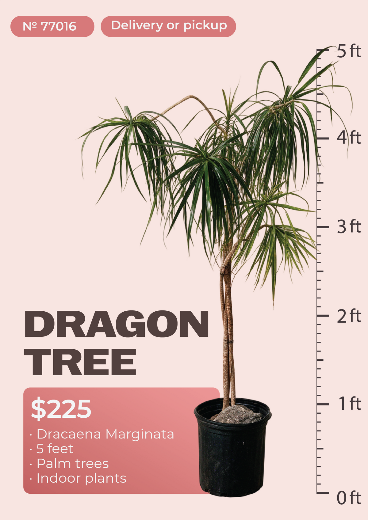 5' Dracaena Marginata Dracaena marginata in nursery pot, NYC plant delivery, item 15