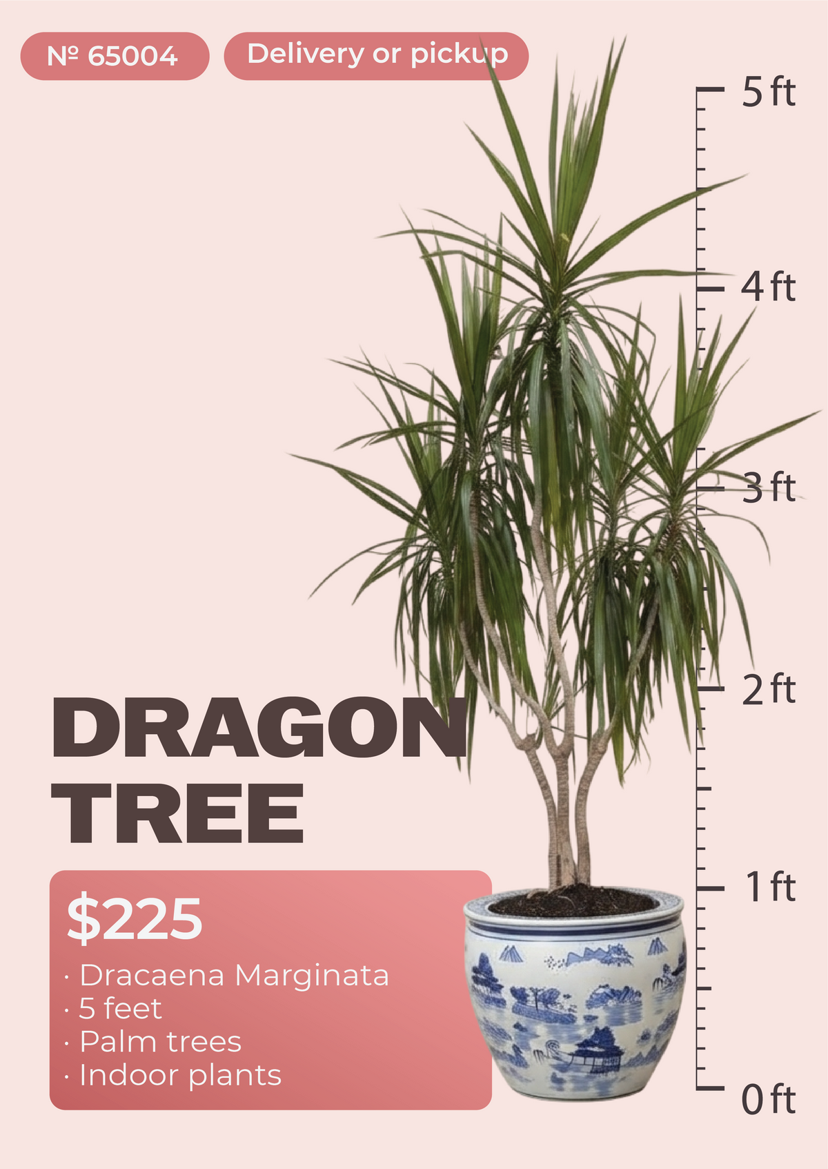 5' Dracaena Marginata Dracaena marginata in nursery pot, NYC plant delivery, item 46