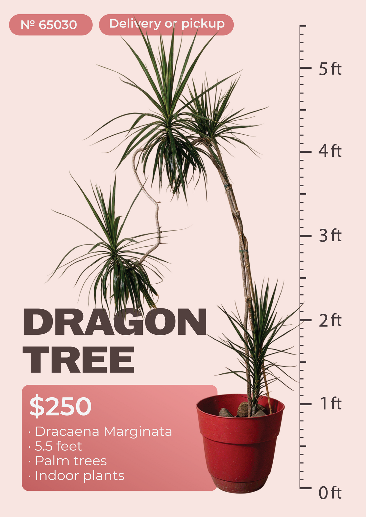5'6" Dracaena Marginata Dracaena marginata in nursery pot, NYC plant delivery, item 3