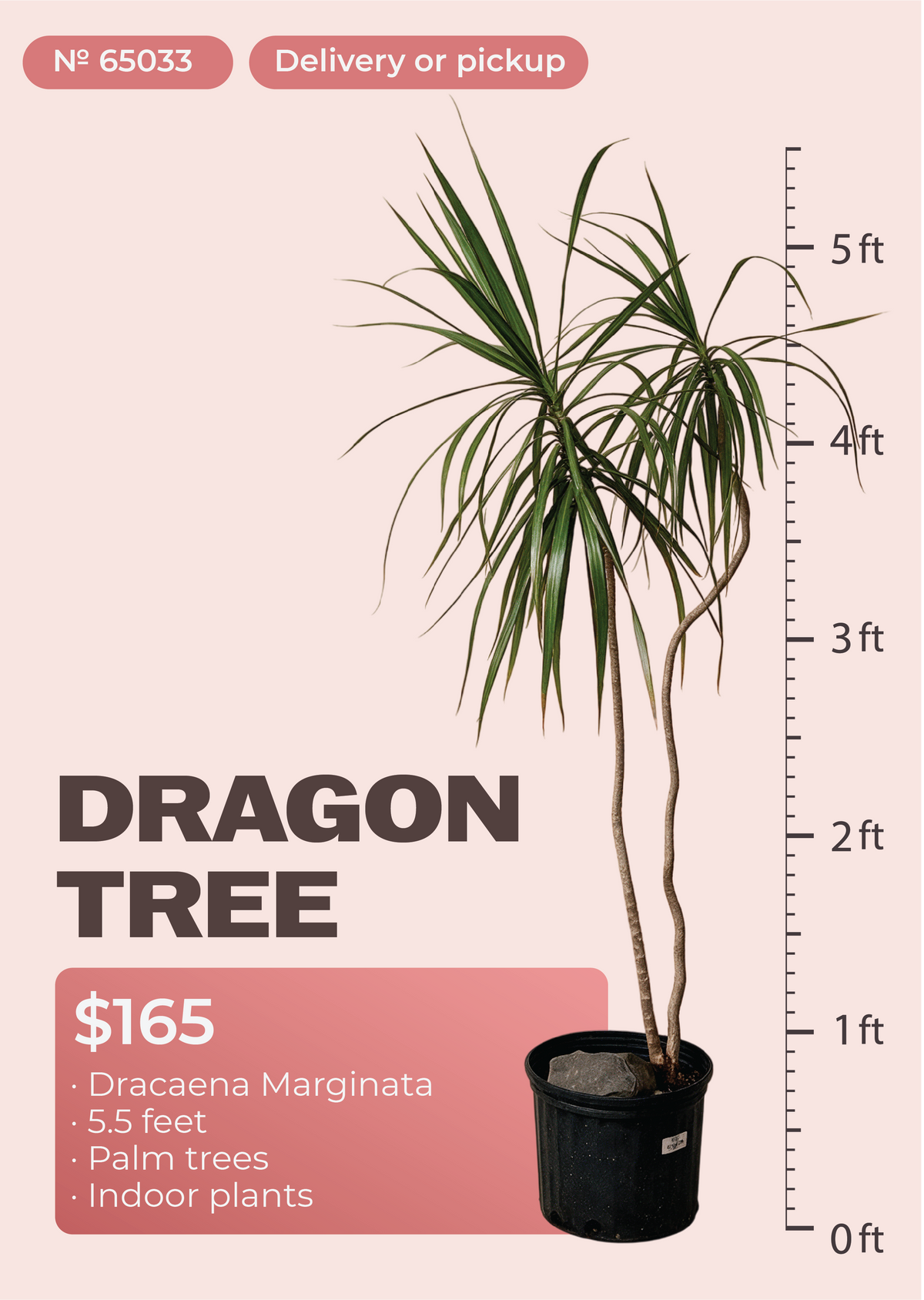 5'6" Dracaena Marginata Dracaena marginata in nursery pot, NYC plant delivery, item 6