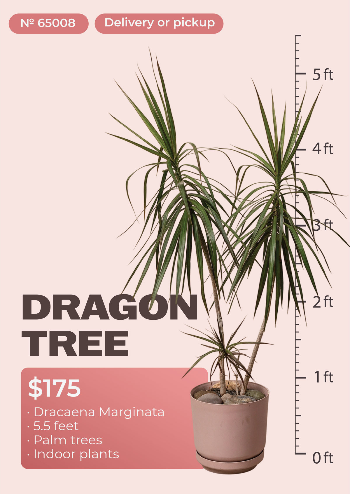 5'6" Dracaena Marginata Dracaena marginata in nursery pot, NYC plant delivery, item 50
