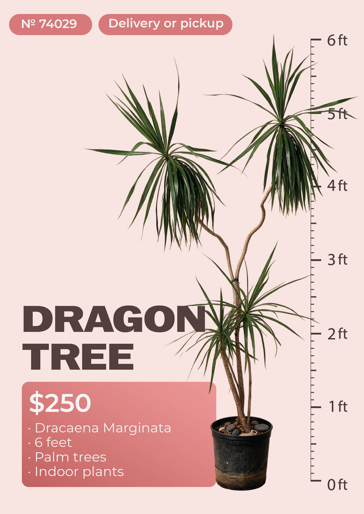 6' Dracaena Marginata Dracaena marginata in nursery pot, NYC plant delivery, item 2