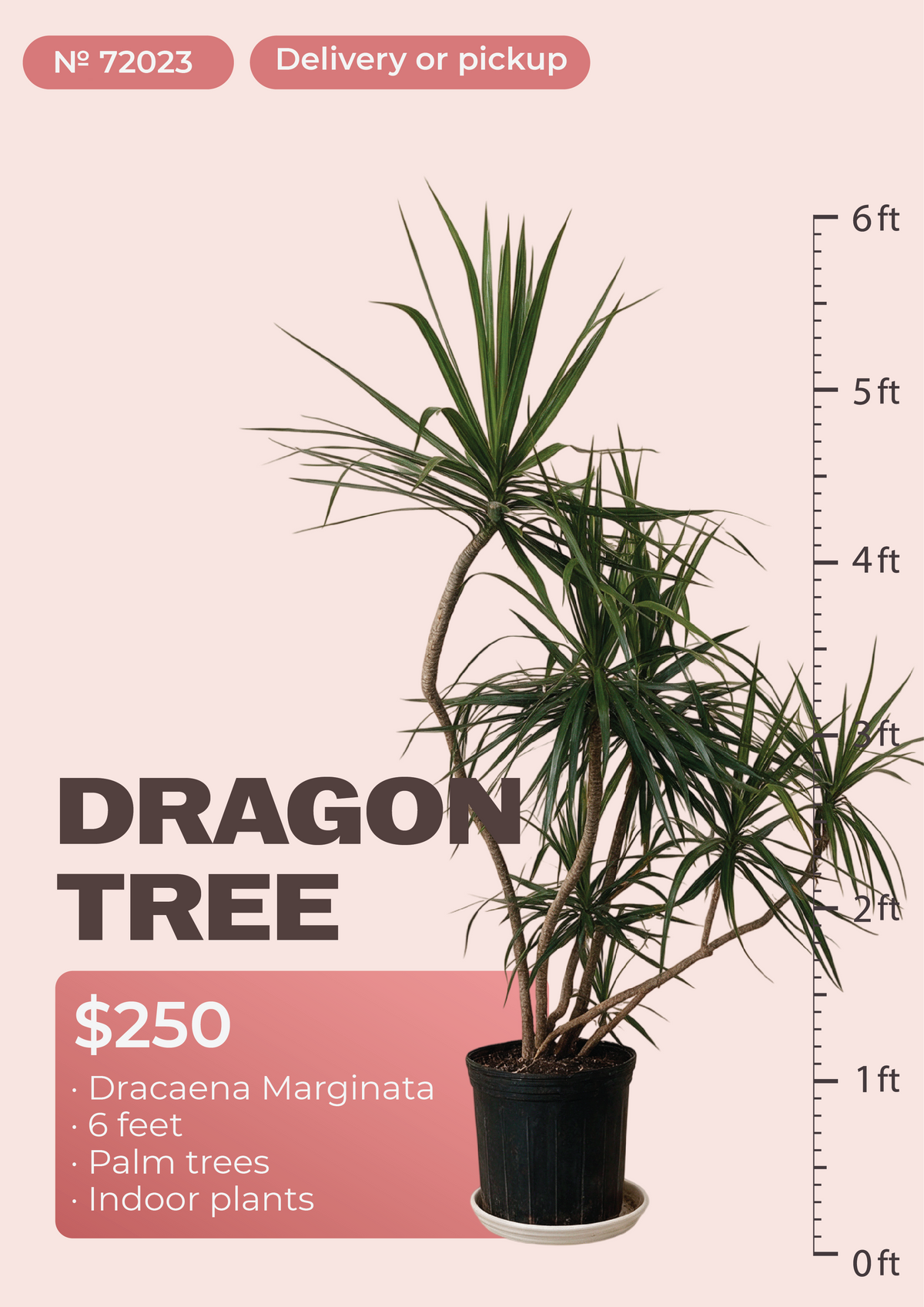 6' Dracaena Marginata Dracaena marginata in nursery pot, NYC plant delivery, item 64