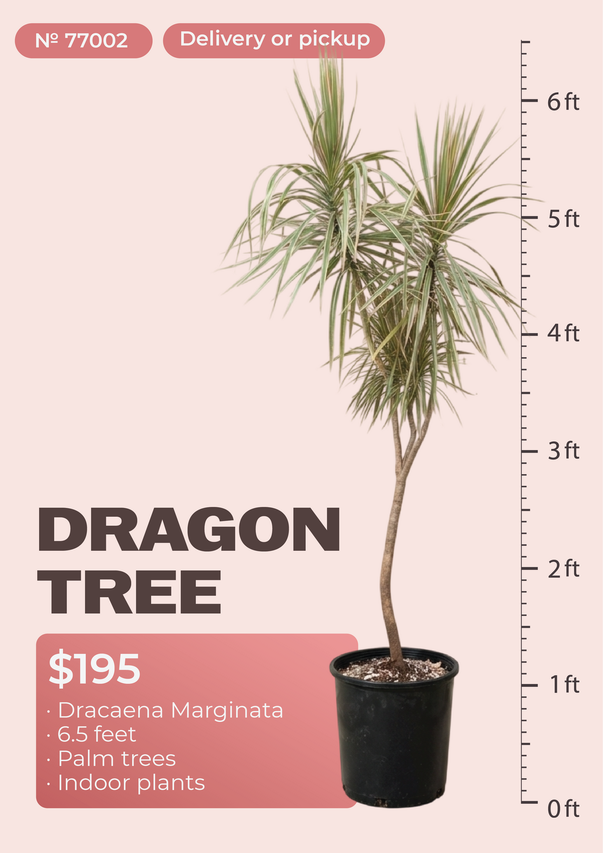 6'6" Dracaena Marginata Dracaena marginata in nursery pot, NYC plant delivery, item 44