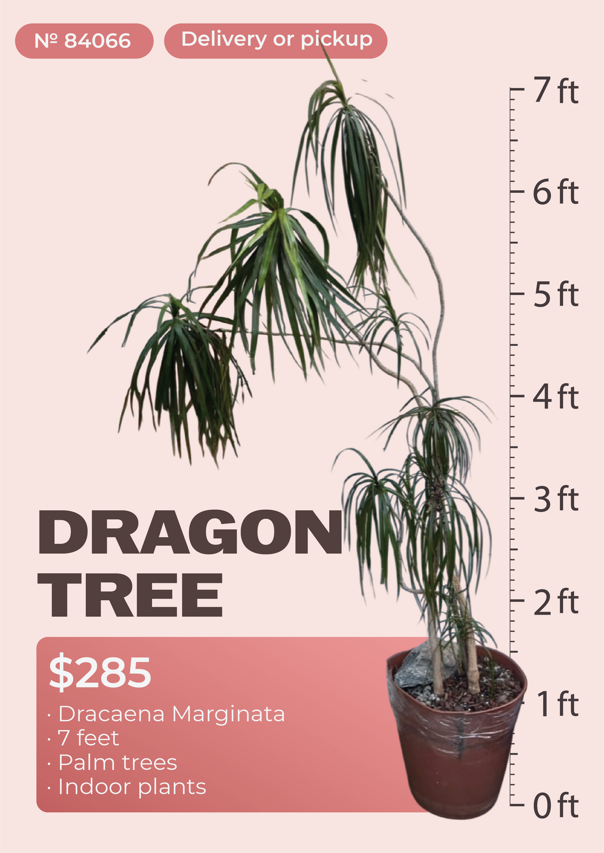 7' Dracaena Marginata Dracaena marginata in nursery pot, NYC plant delivery, item 40