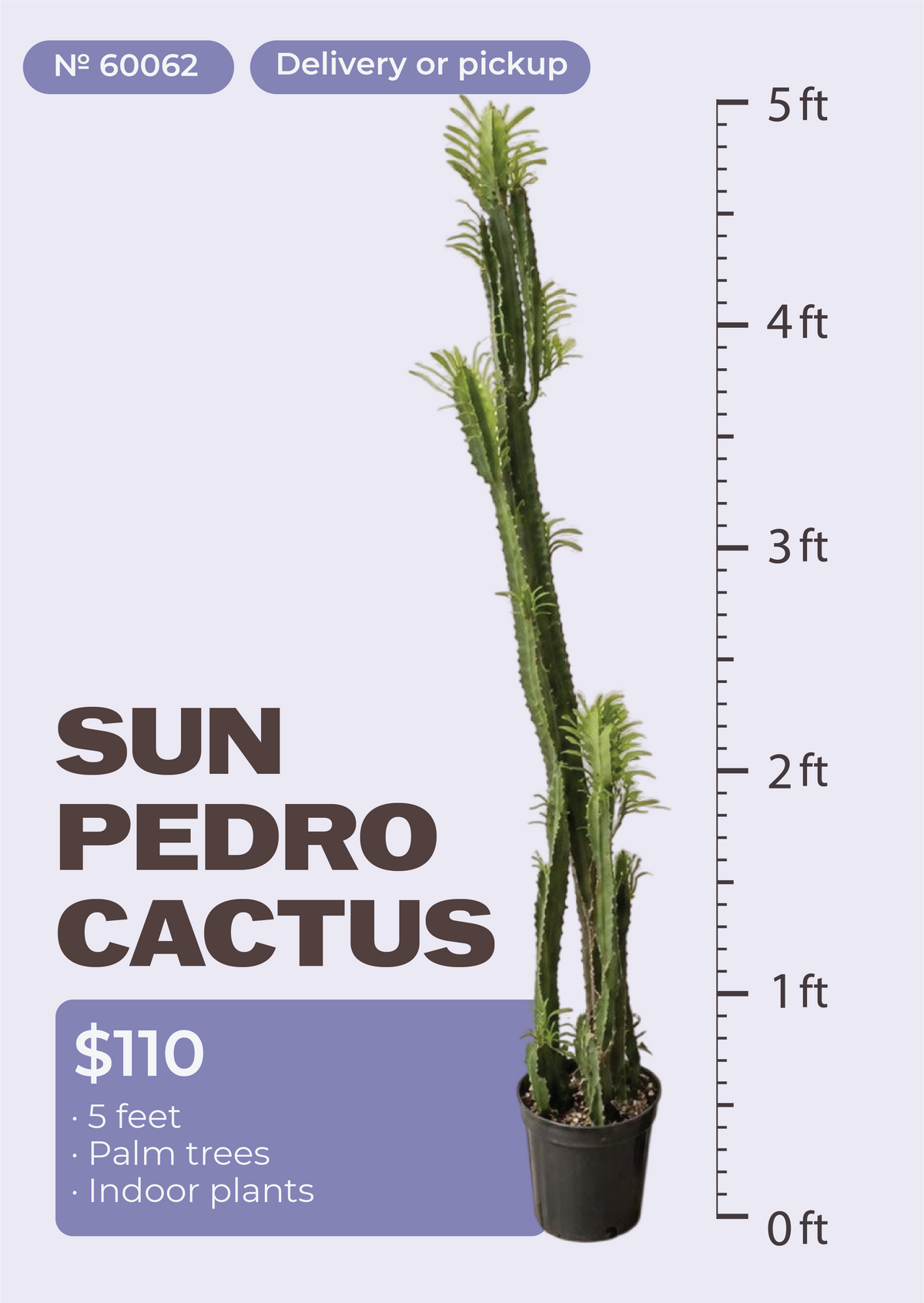 5' San Pedro Cactus Echinopsis pachanoi in nursery pot, NYC plant delivery, item 36