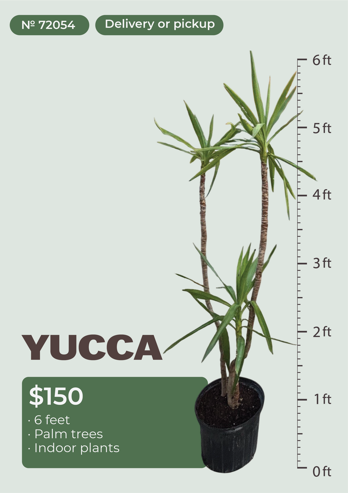 6' Yucca Yucca gigantea in nursery pot, NYC plant delivery, item 28