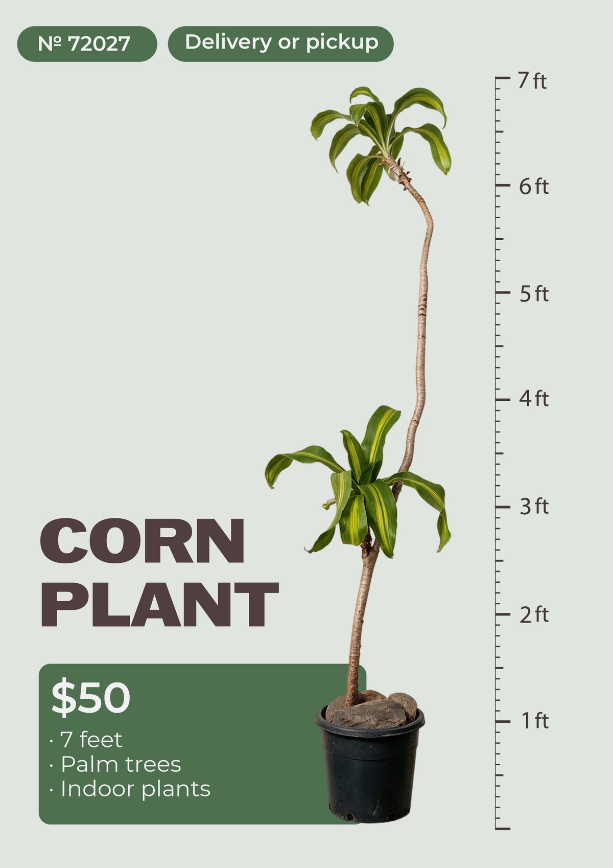 7' corn plant dracaena fragrans massangeana in pot, NYC plant delivery, item 72027