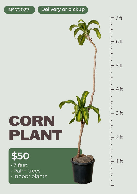 7' corn plant dracaena fragrans massangeana in pot, NYC plant delivery, item 72027