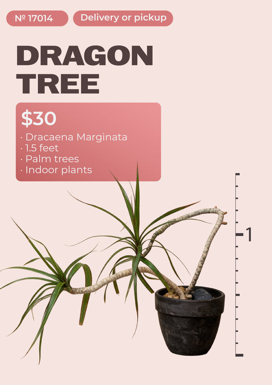 1'6" dracaena marginata dragon tree with red-edged leaves in nursery pot, NYC plant delivery, item 17014
