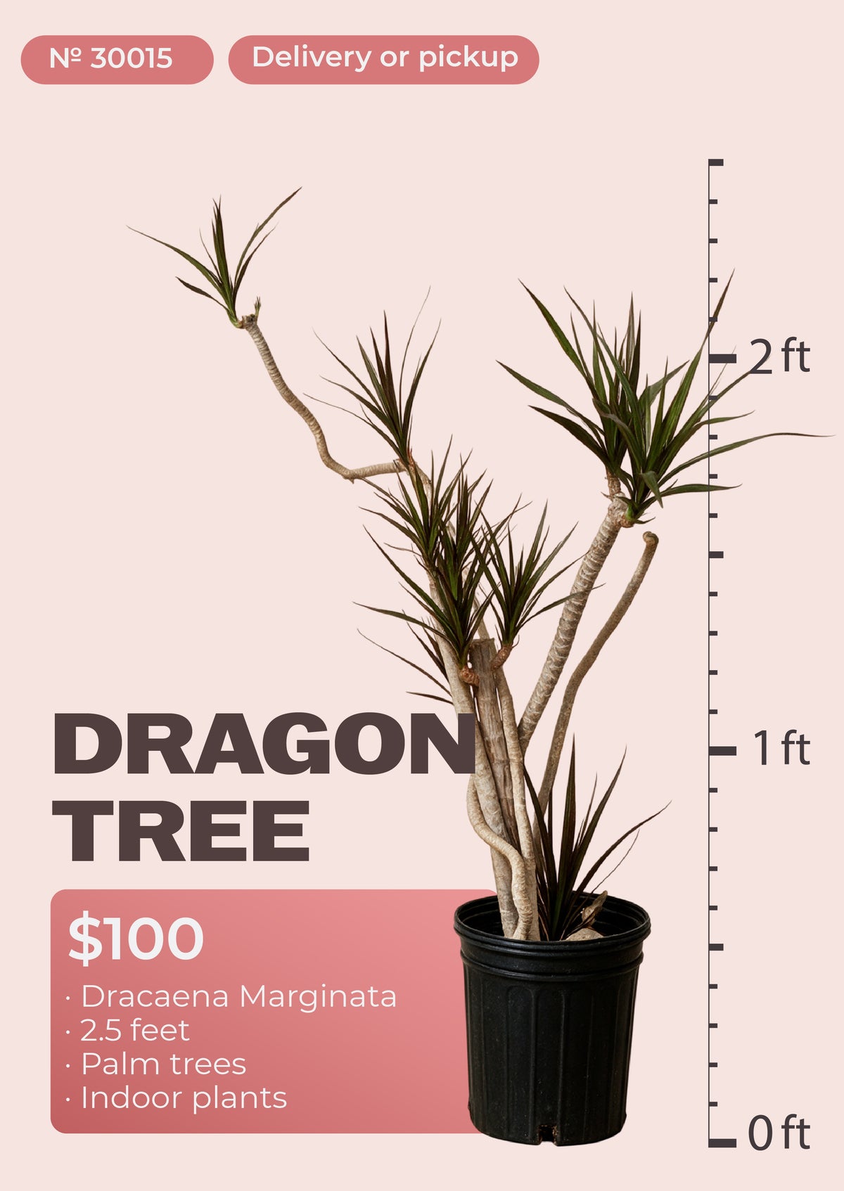 2'6" dracaena marginata dragon tree with red-edged leaves in nursery pot, NYC plant delivery, item 30015