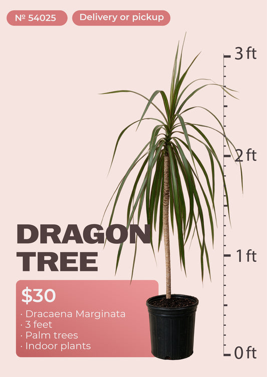 3' dracaena marginata dragon tree with red-edged leaves in nursery pot, NYC plant delivery, item 54025