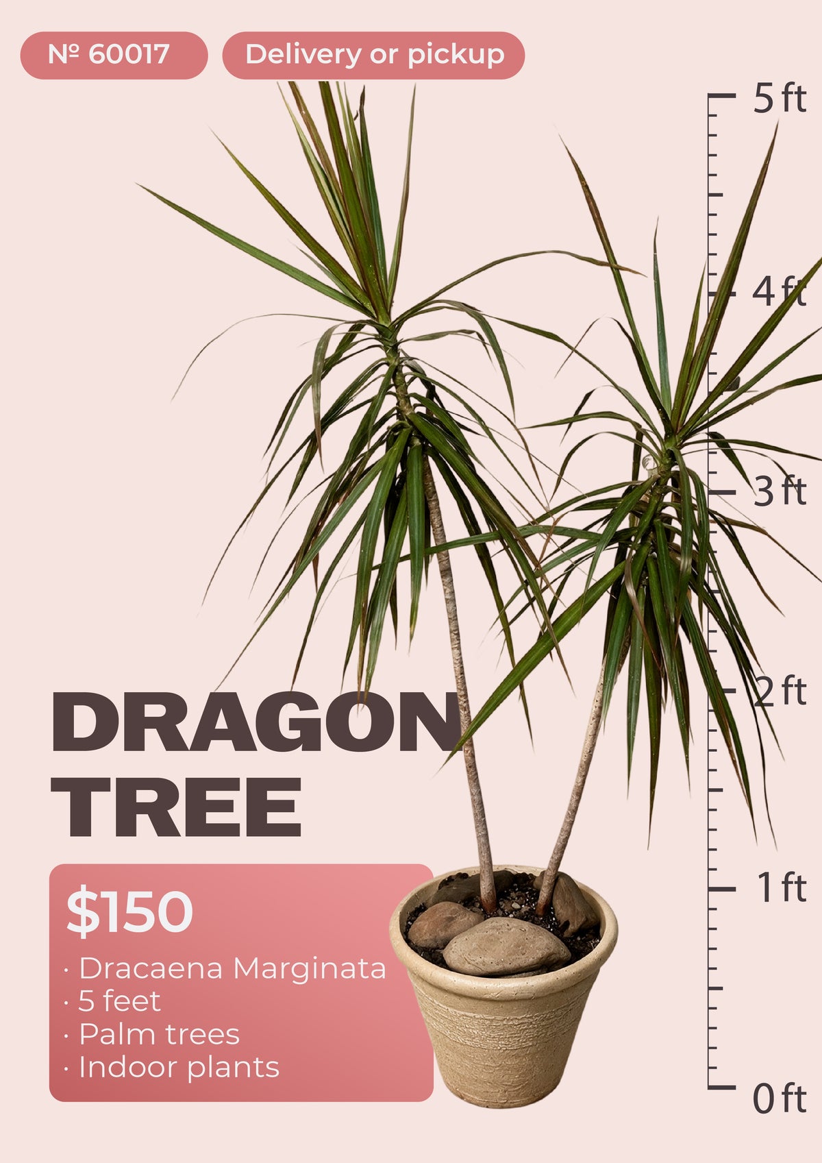 5' dracaena marginata dragon tree with red-edged leaves in nursery pot, NYC plant delivery, item 60017