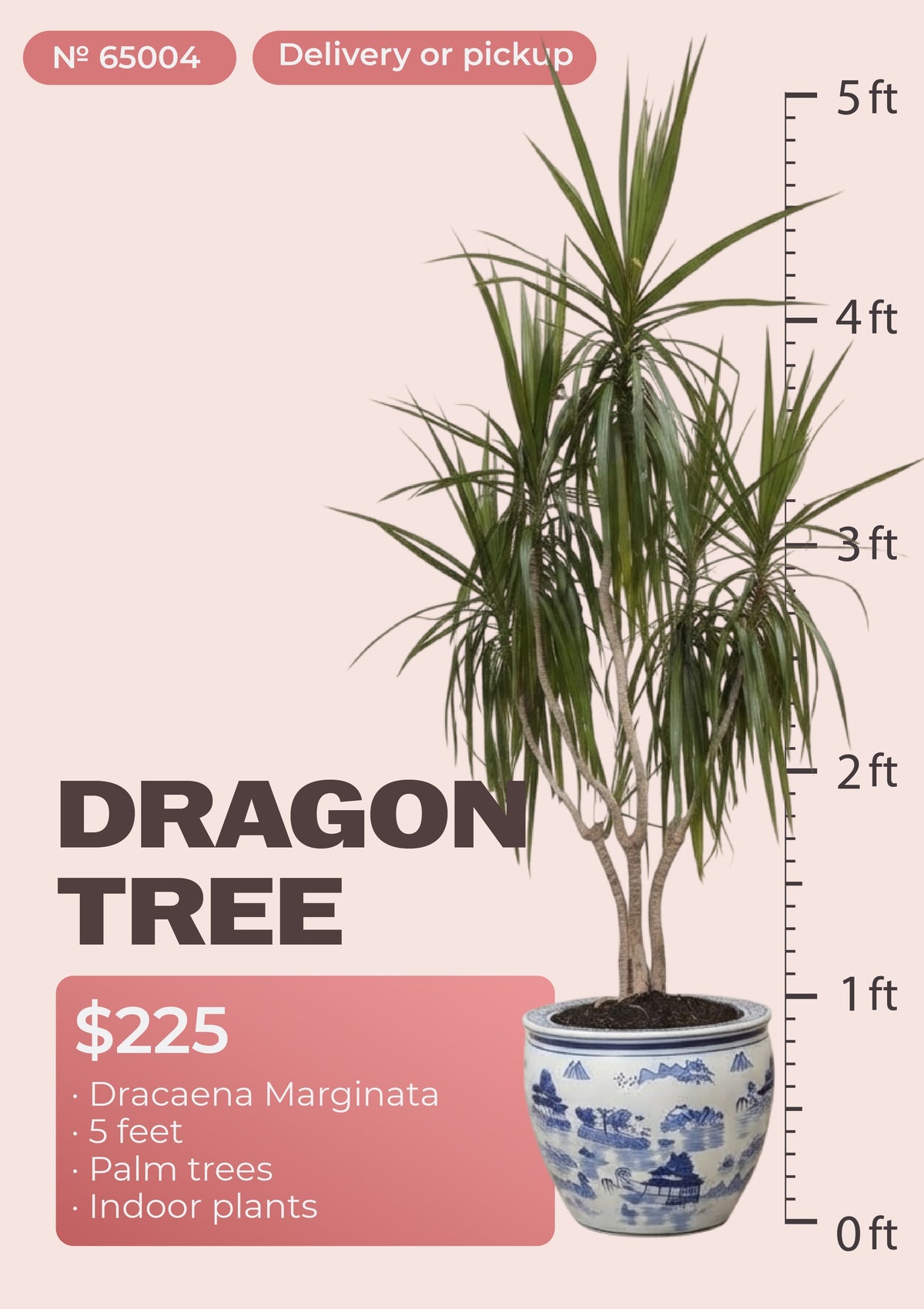 5' dracaena marginata dragon tree with red-edged leaves in nursery pot, NYC plant delivery, item 65004