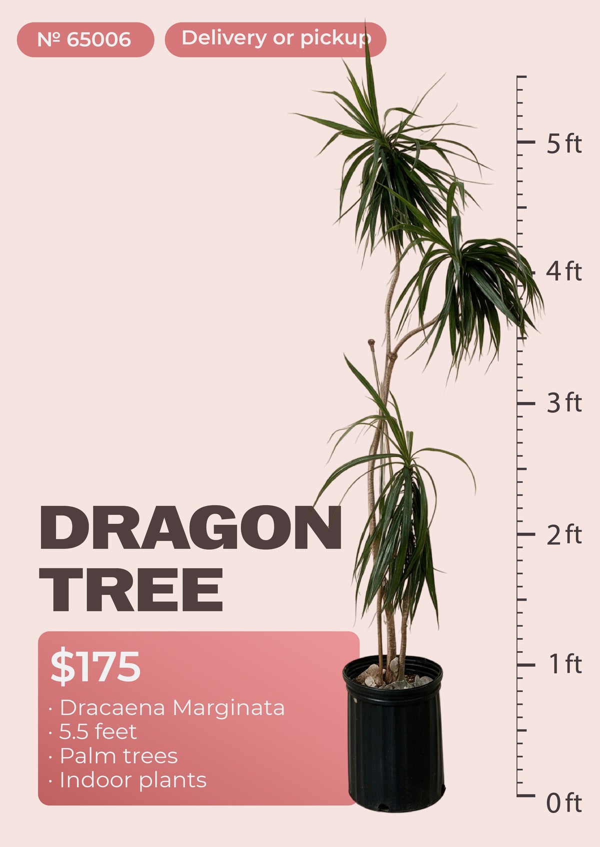 5'6" dracaena marginata dragon tree with red-edged leaves in nursery pot, NYC plant delivery, item 65006