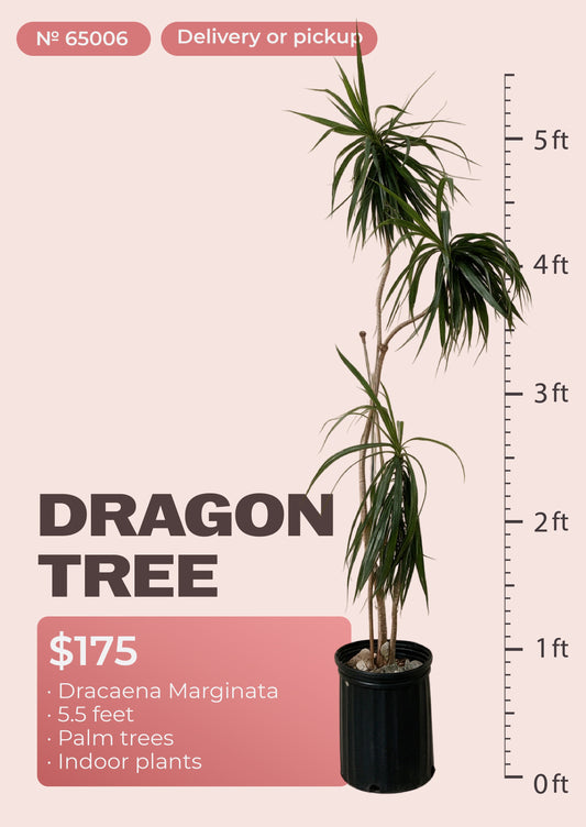 5'6" dracaena marginata dragon tree with red-edged leaves in nursery pot, NYC plant delivery, item 65006