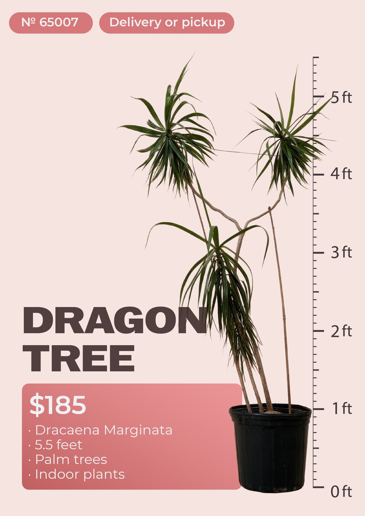 5'6" dracaena marginata dragon tree with red-edged leaves in nursery pot, NYC plant delivery, item 65007