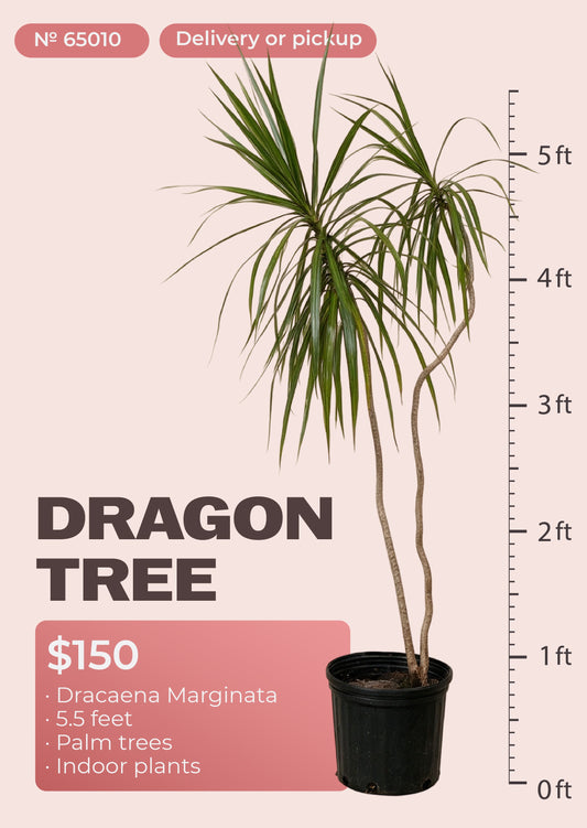 5'6" dracaena marginata dragon tree with red-edged leaves in nursery pot, NYC plant delivery, item 65010