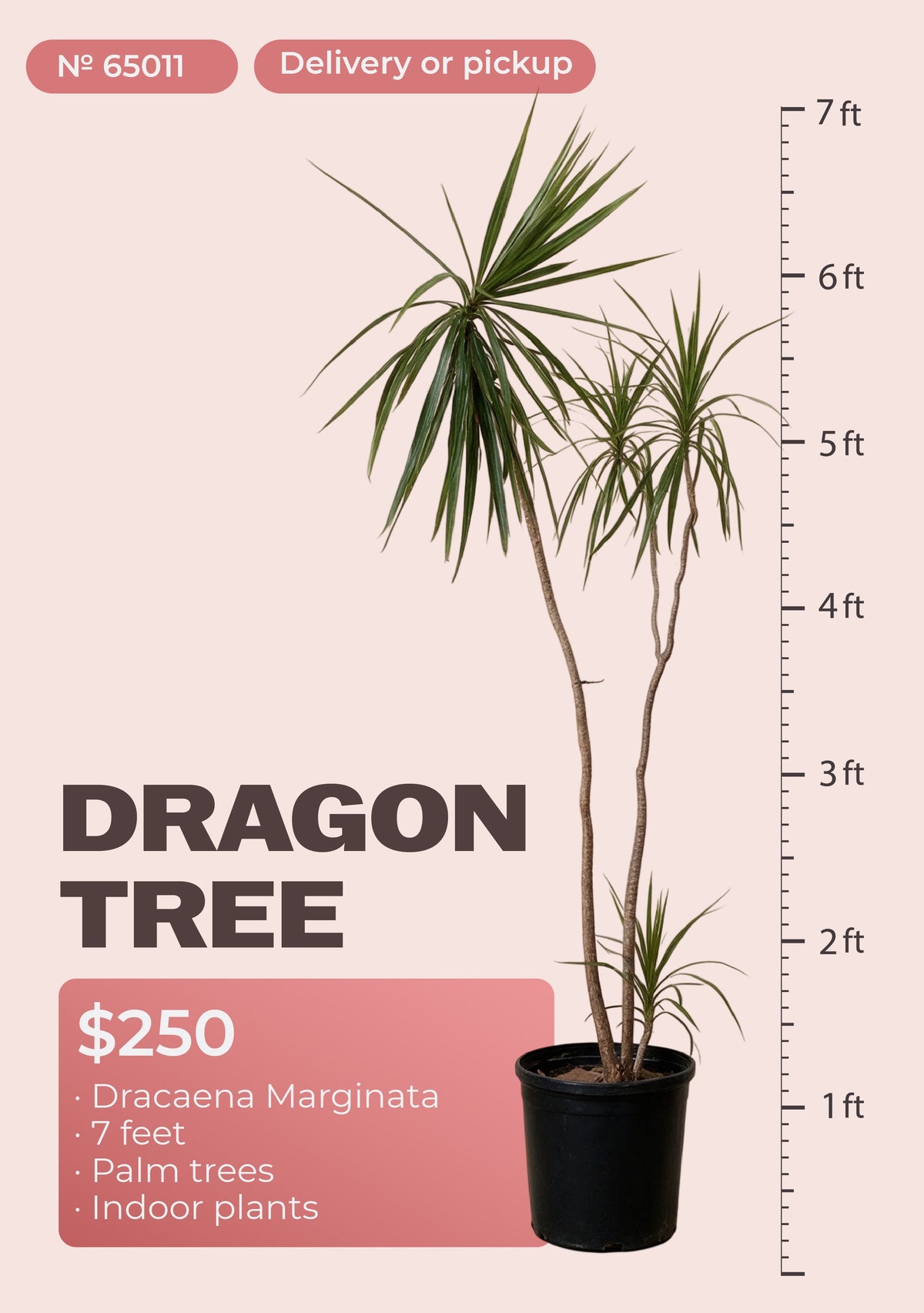 7' dracaena marginata dragon tree with red-edged leaves in nursery pot, NYC plant delivery, item 65011