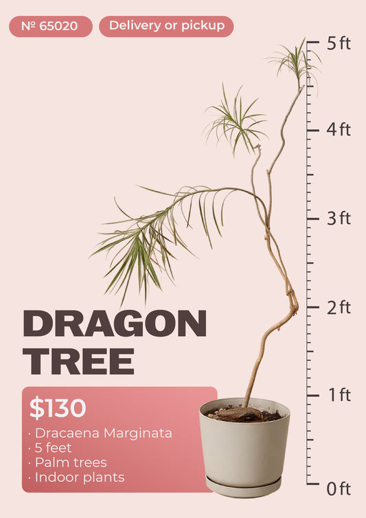 5' dracaena marginata dragon tree with red-edged leaves in nursery pot, NYC plant delivery, item 65020