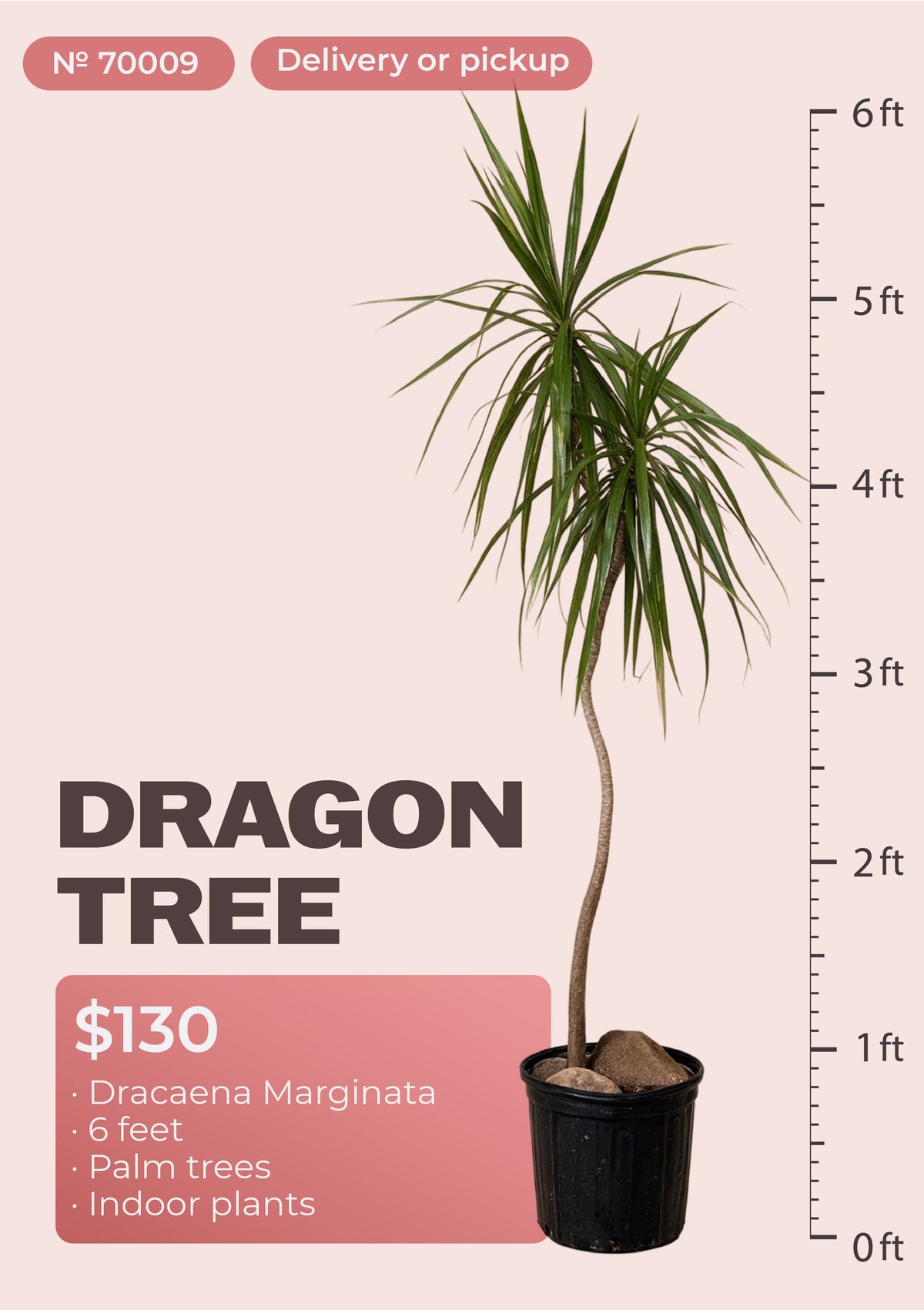 6' dracaena marginata dragon tree with red-edged leaves in nursery pot, NYC plant delivery, item 70009