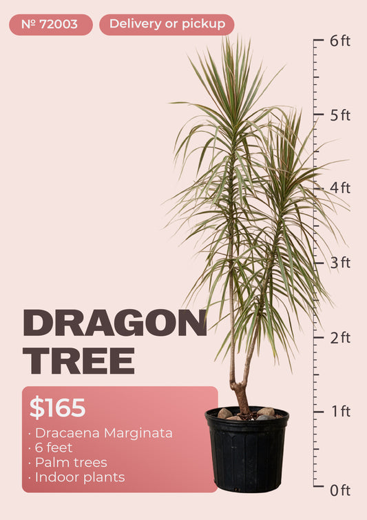 6' dracaena marginata dragon tree with red-edged leaves in nursery pot, NYC plant delivery, item 72003