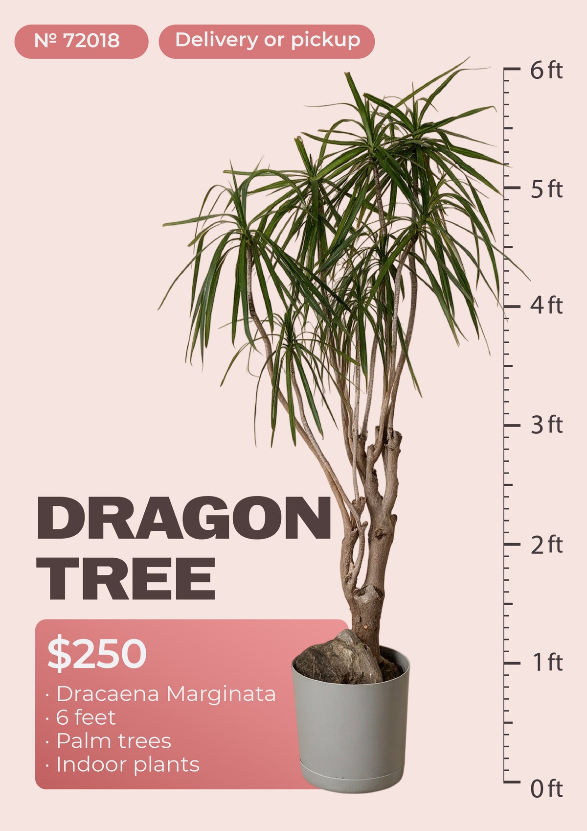6' dracaena marginata dragon tree with red-edged leaves in nursery pot, NYC plant delivery, item 72018