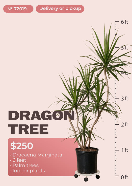 6' dracaena marginata dragon tree with red-edged leaves in nursery pot, NYC plant delivery, item 72019
