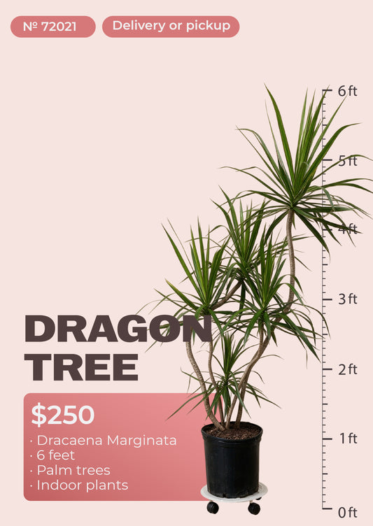 6' dracaena marginata dragon tree with red-edged leaves in nursery pot, NYC plant delivery, item 72021