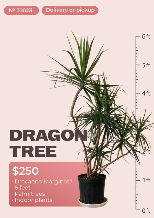 6' dracaena marginata dragon tree with red-edged leaves in nursery pot, NYC plant delivery, item 72023