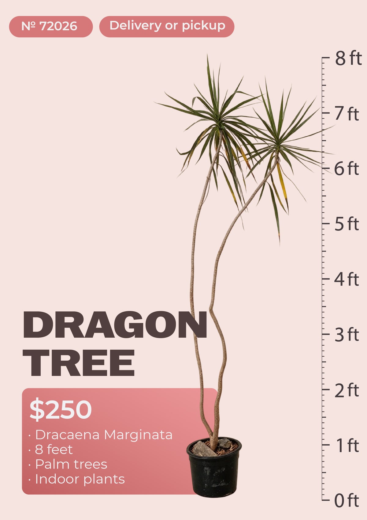 8' dracaena marginata dragon tree with red-edged leaves in nursery pot, NYC plant delivery, item 72026