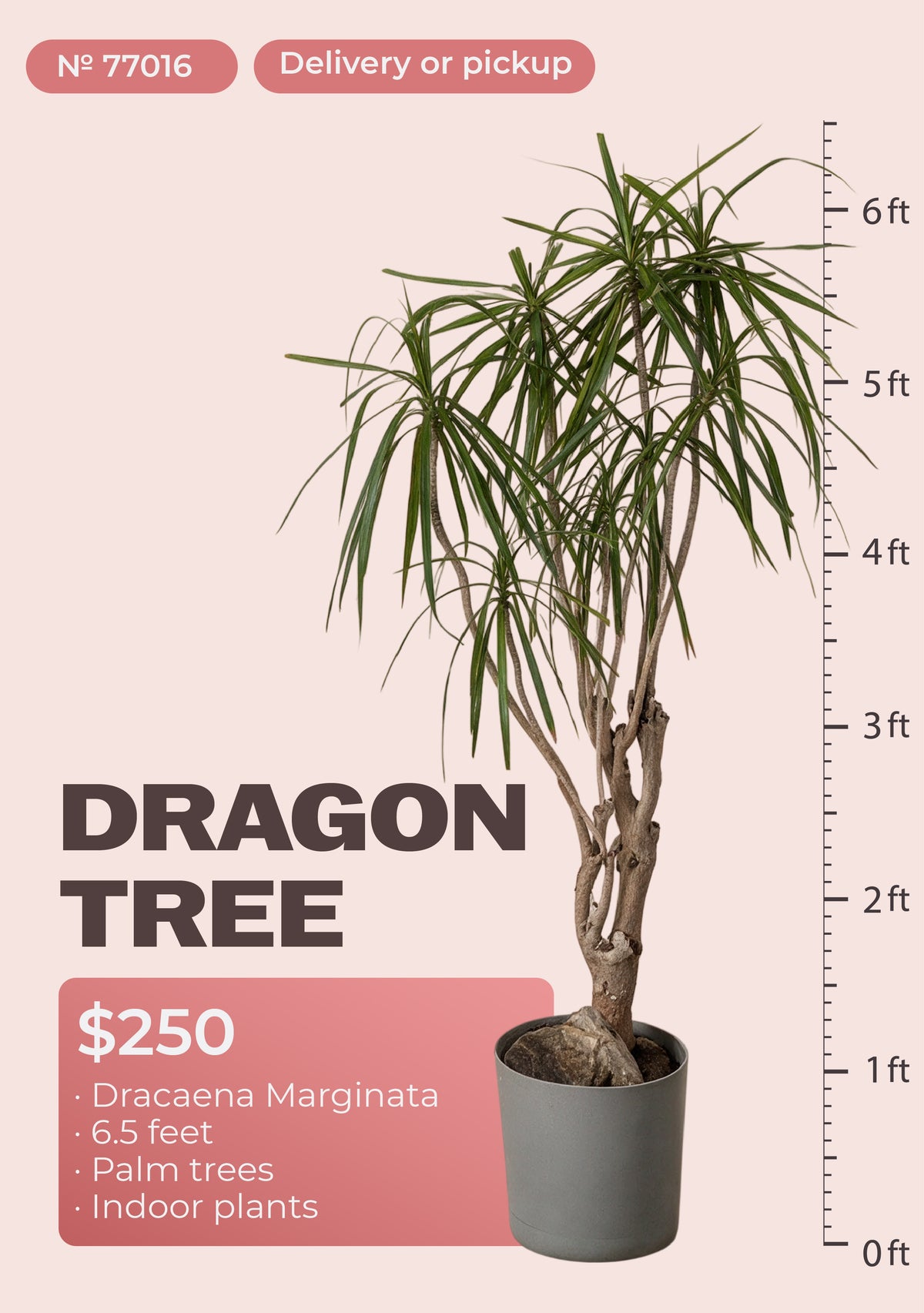 6'6" dracaena marginata dragon tree with red-edged leaves in nursery pot, NYC plant delivery, item 77016