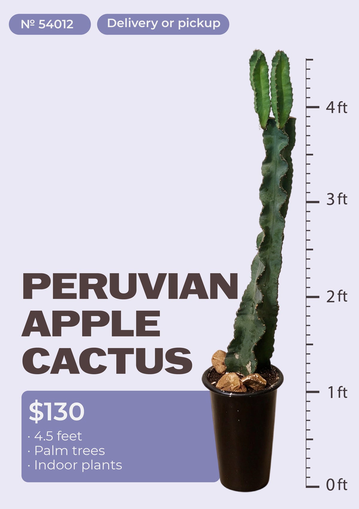 4'6" peruvian apple cactus cereus repandus columnar plant in pot, NYC plant delivery, item 54012