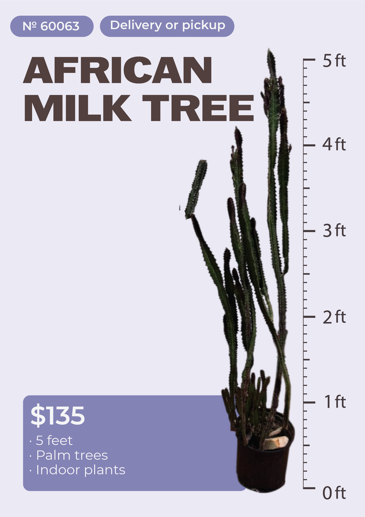5' African Milk Tree Euphorbia trigona in nursery pot, NYC plant delivery, item 37