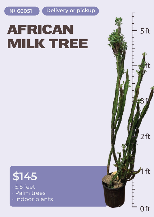5'6" African Milk Tree Euphorbia trigona in nursery pot, NYC plant delivery, item 25