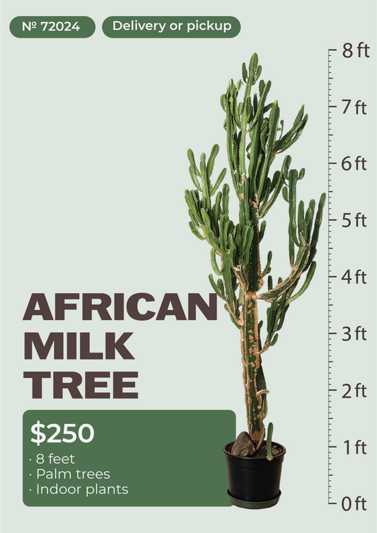 8' African Milk Tree Euphorbia trigona in nursery pot, NYC plant delivery, item 65