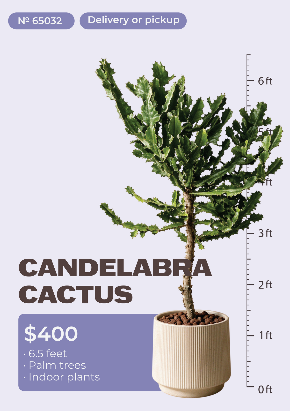 6'6" Candelabra Cactus Euphorbia ingens in nursery pot, NYC plant delivery, item 5