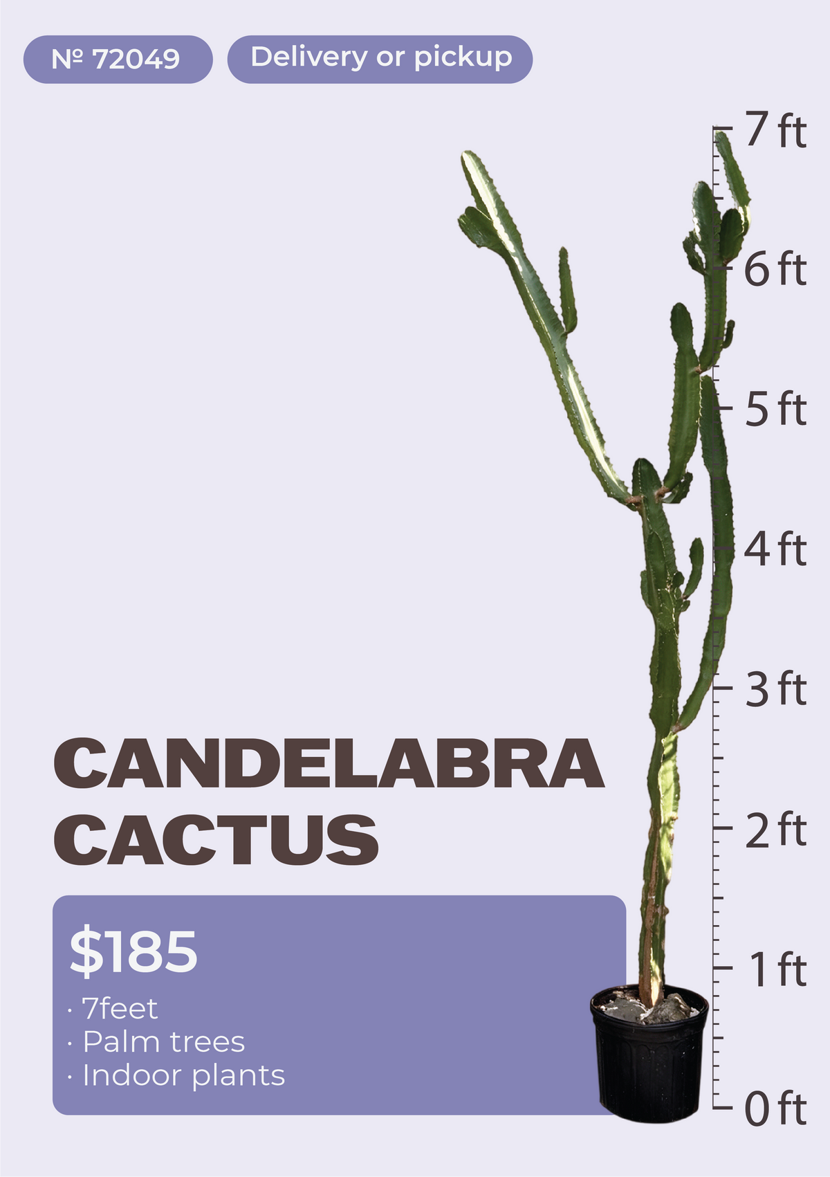 7' Candelabra Cactus Euphorbia ingens in nursery pot, NYC plant delivery, item 23