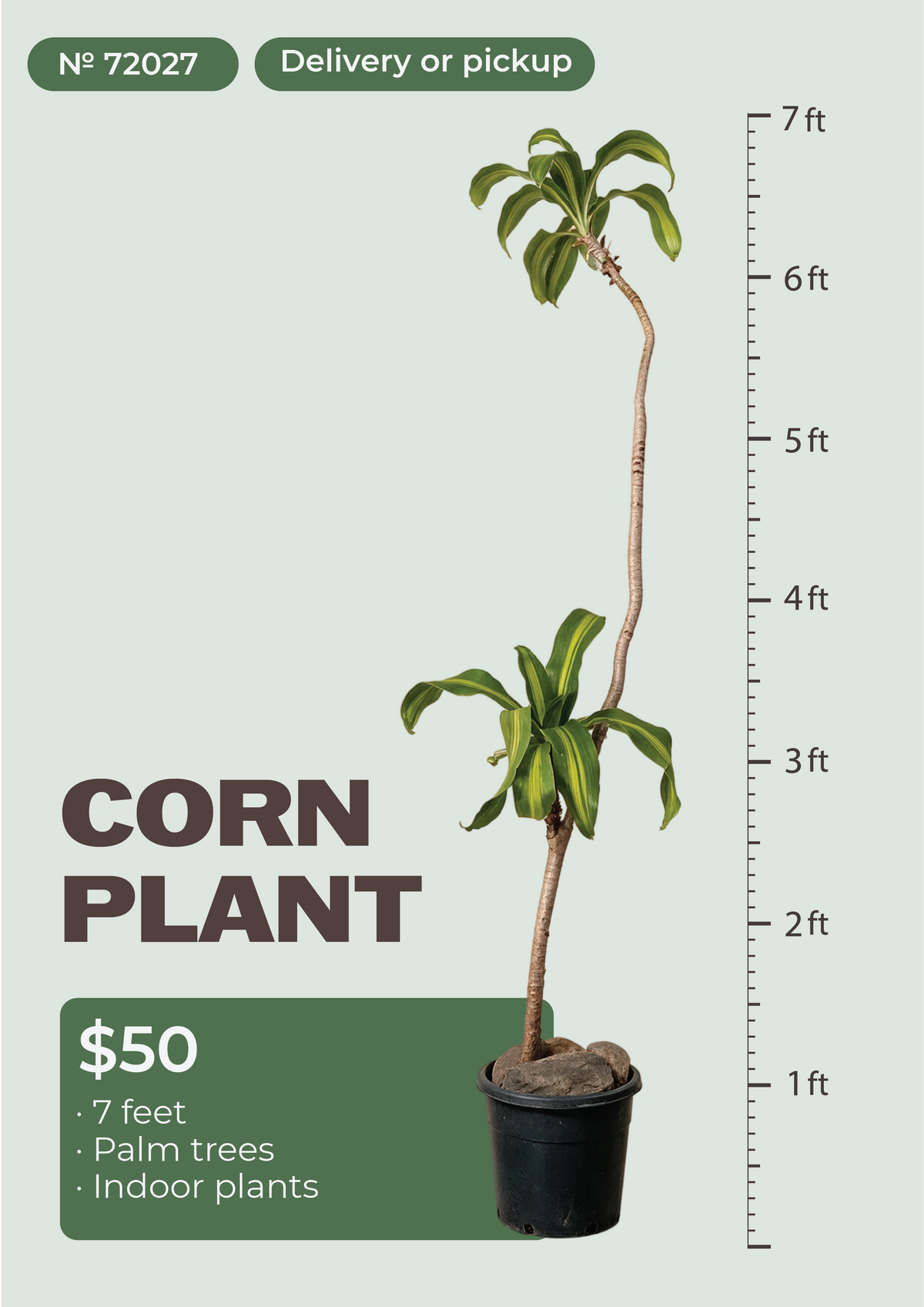 7' Corn Plant (Dracaena fragrans) Dracaena fragrans in nursery pot, NYC plant delivery, item 68