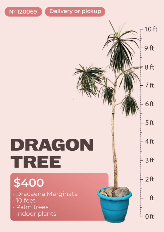 10' Dracaena Marginata Dracaena marginata in nursery pot, NYC plant delivery, item 43